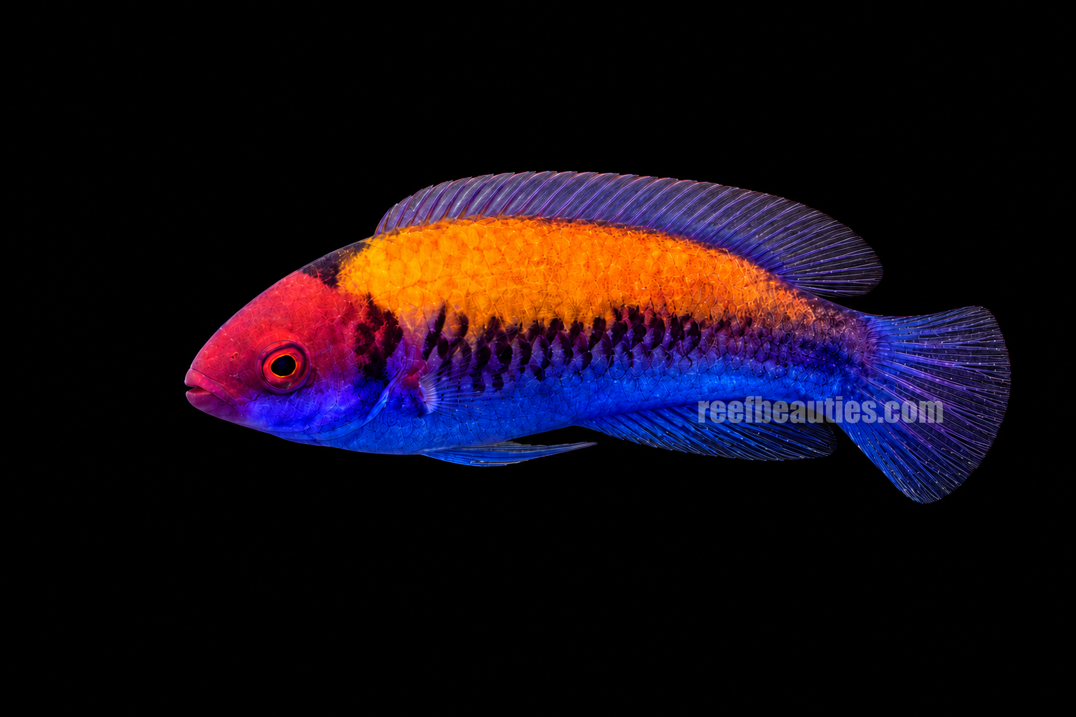 Orange Back Fairy Wrasse Male (Cirrhilabrus Aurantidorsalis)