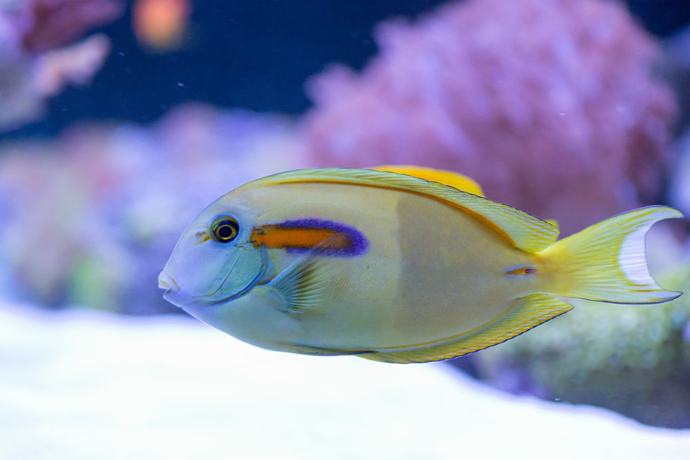 alt="orange shoulder tang"