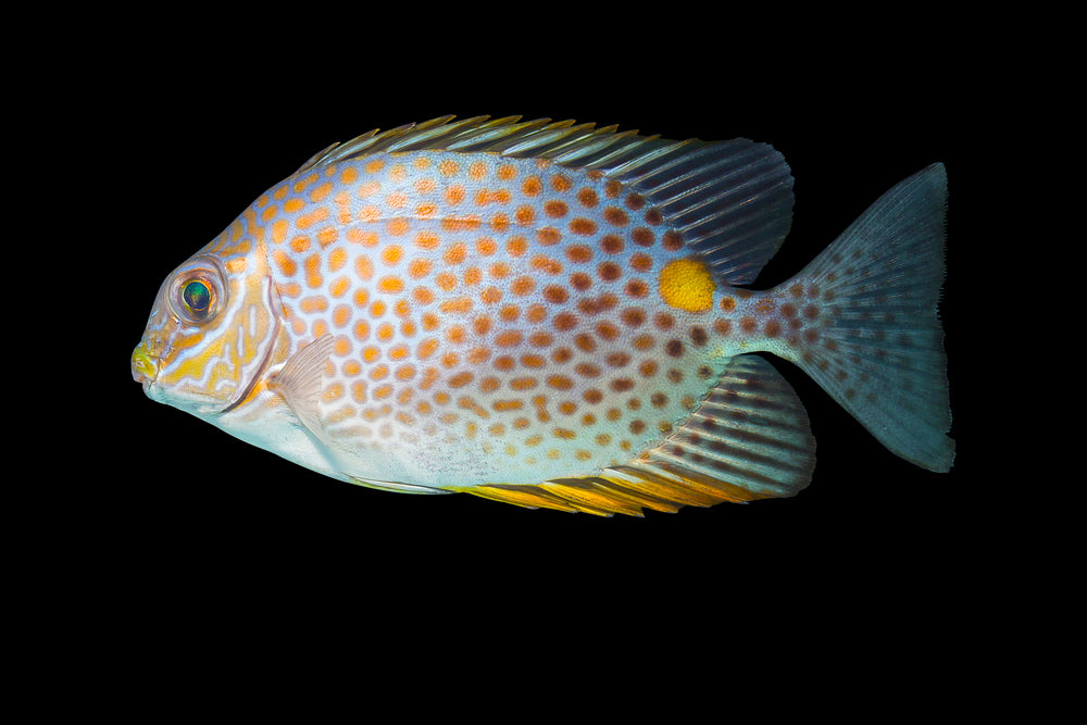 Orange Spotted Rabbitfish (Siganus Guttatus)