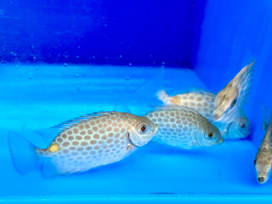 Orange Spotted Rabbitfish (Siganus Guttatus)