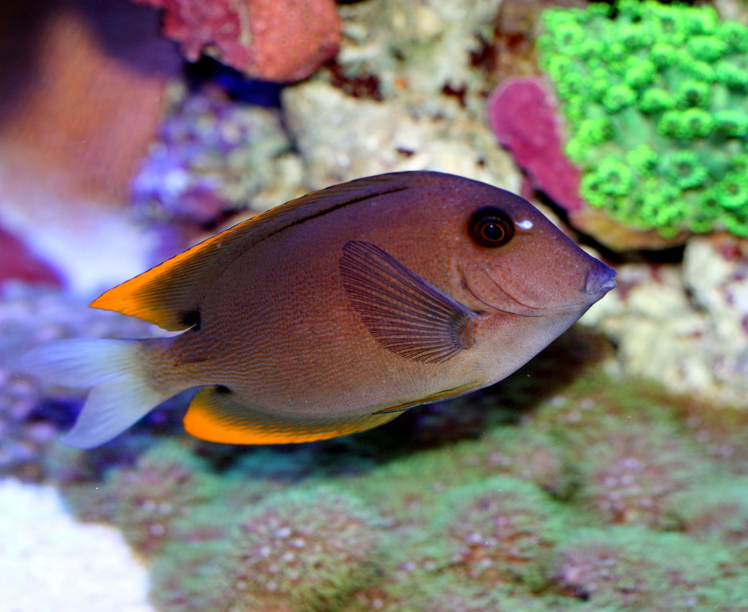 Orange Fin Tomini Tang (Ctenochaetus Tominiensis)