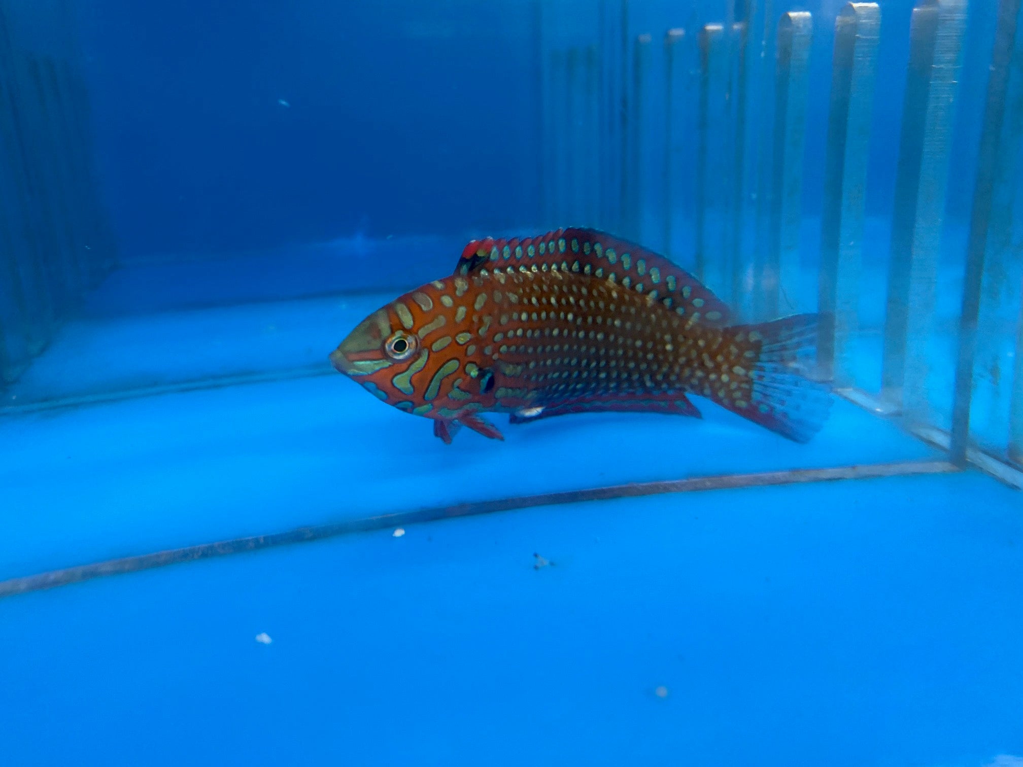 Ornate Leopard Wrasse EXPER (Macropharyngodon Ornatus)