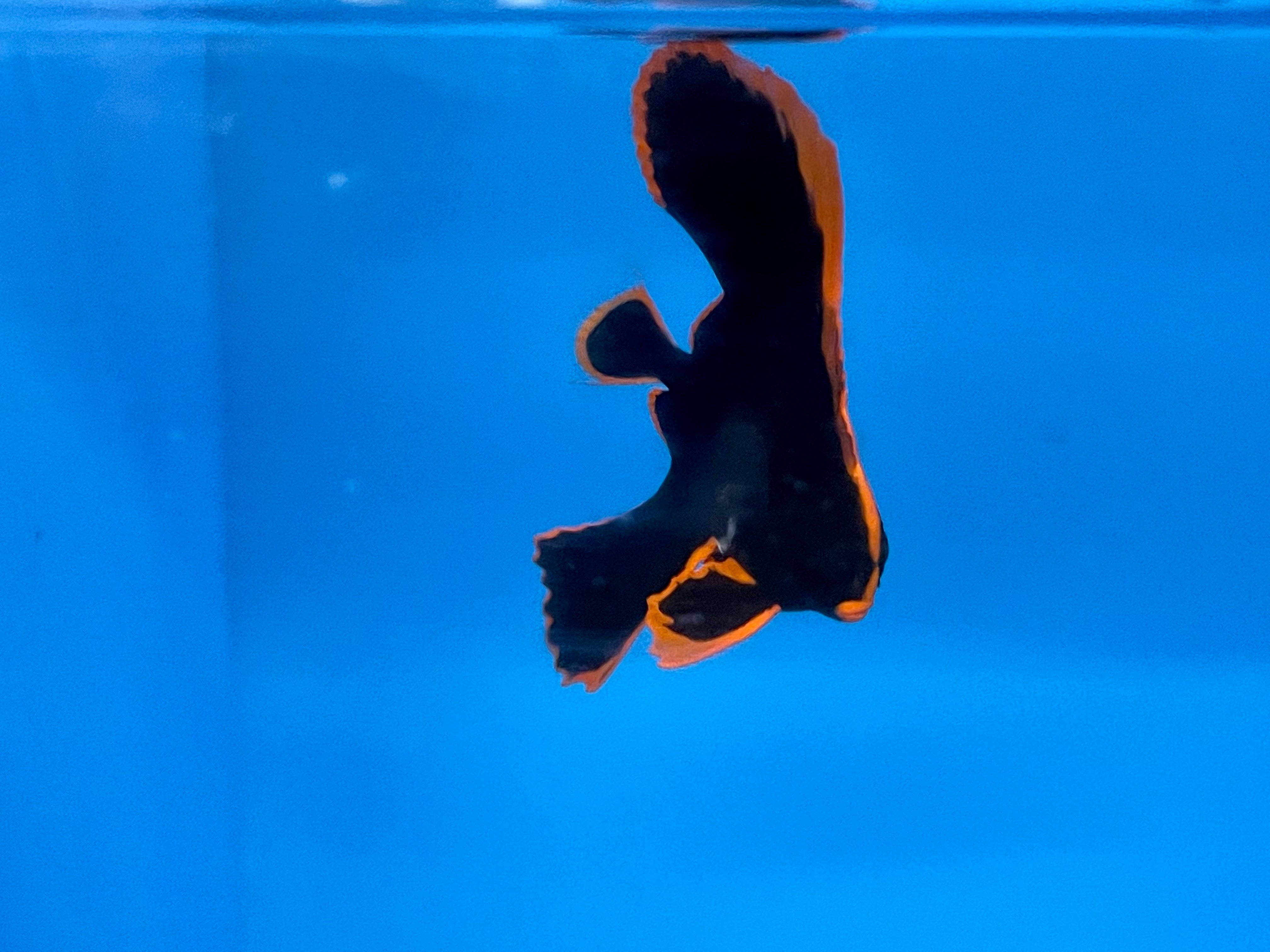C/B Pinnatus Batfish EXPER (Platax Pinnatus)
