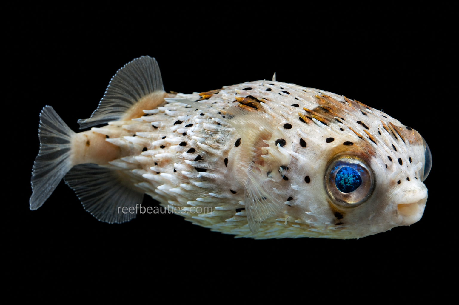 Porcupine Puffer (Diodon Holocanthus)