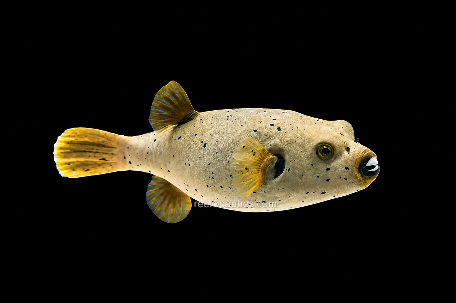 Dogface Puffer (Arothron Nigropunctatus)