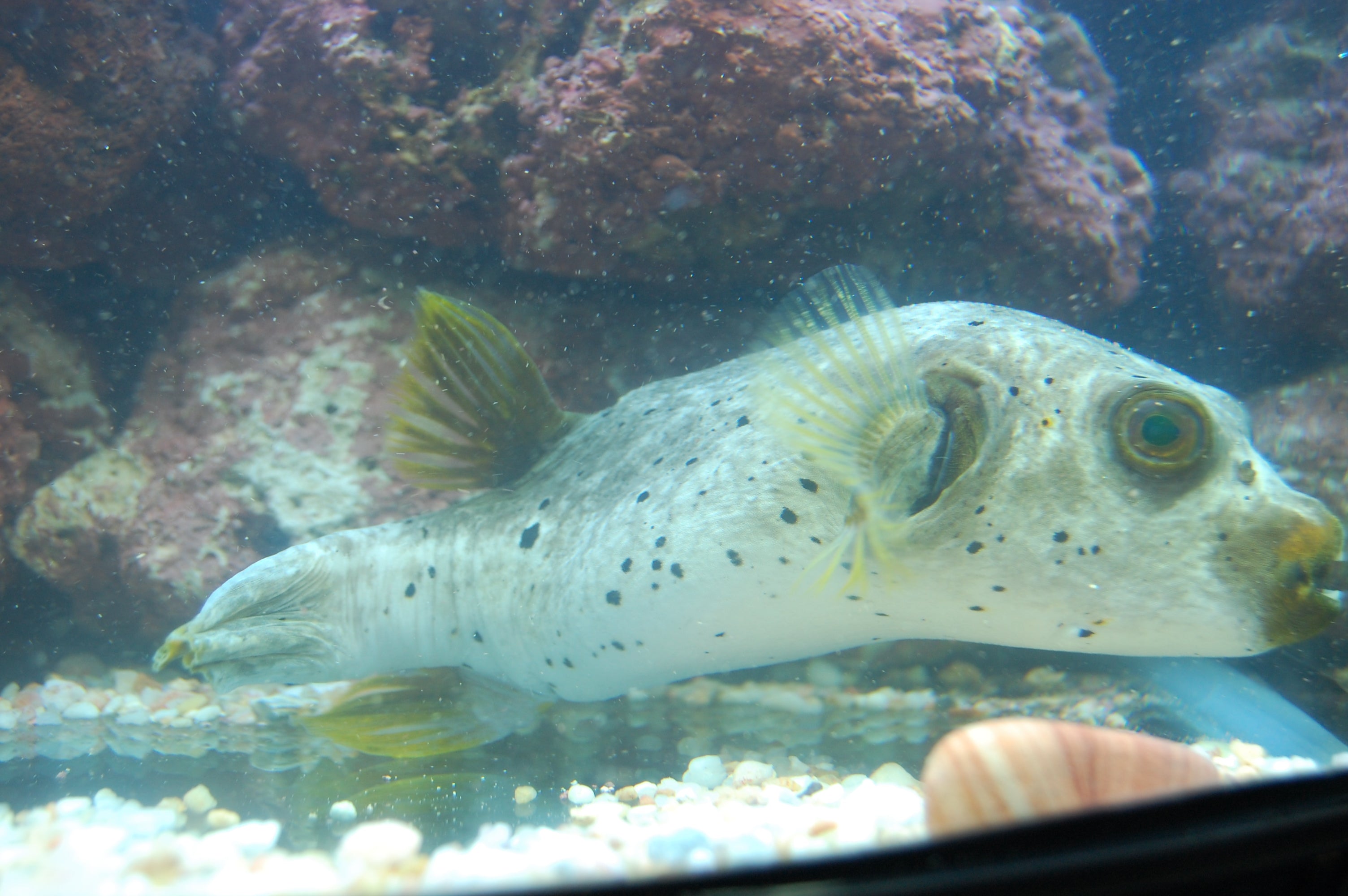 alt="dogface puffer"