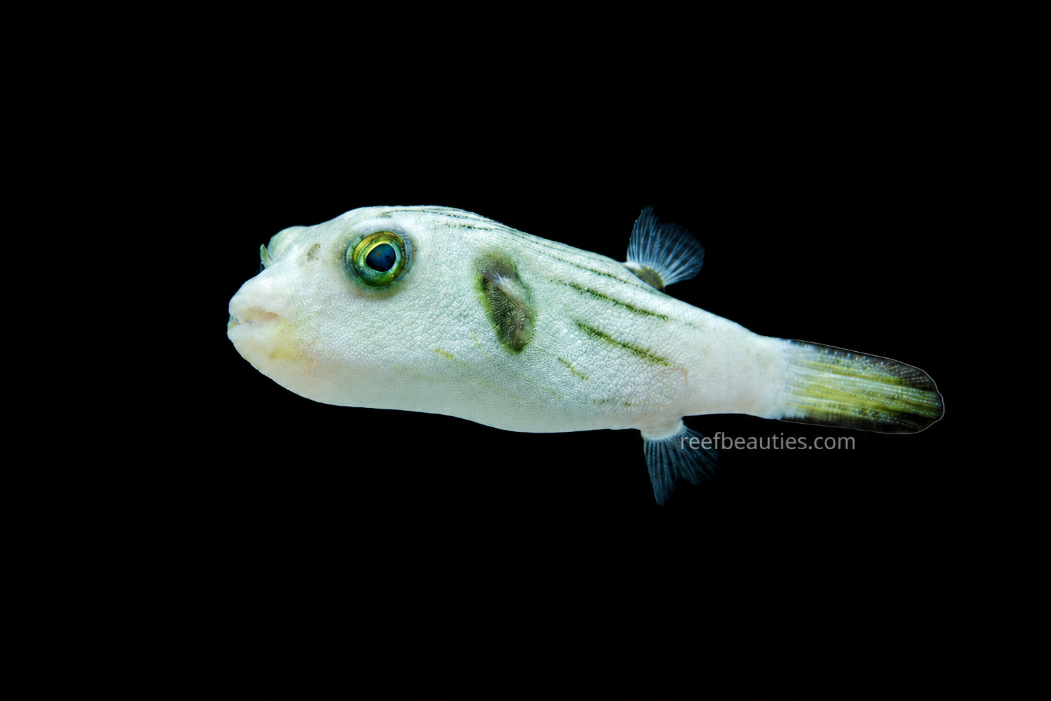 Narrow Line Puffer (Arothron Manilensis)