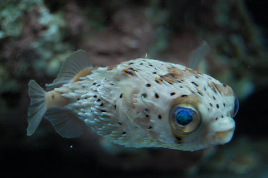 alt="porcupine puffer"