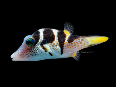 Saddle Puffer (Canthigaster Coronata)