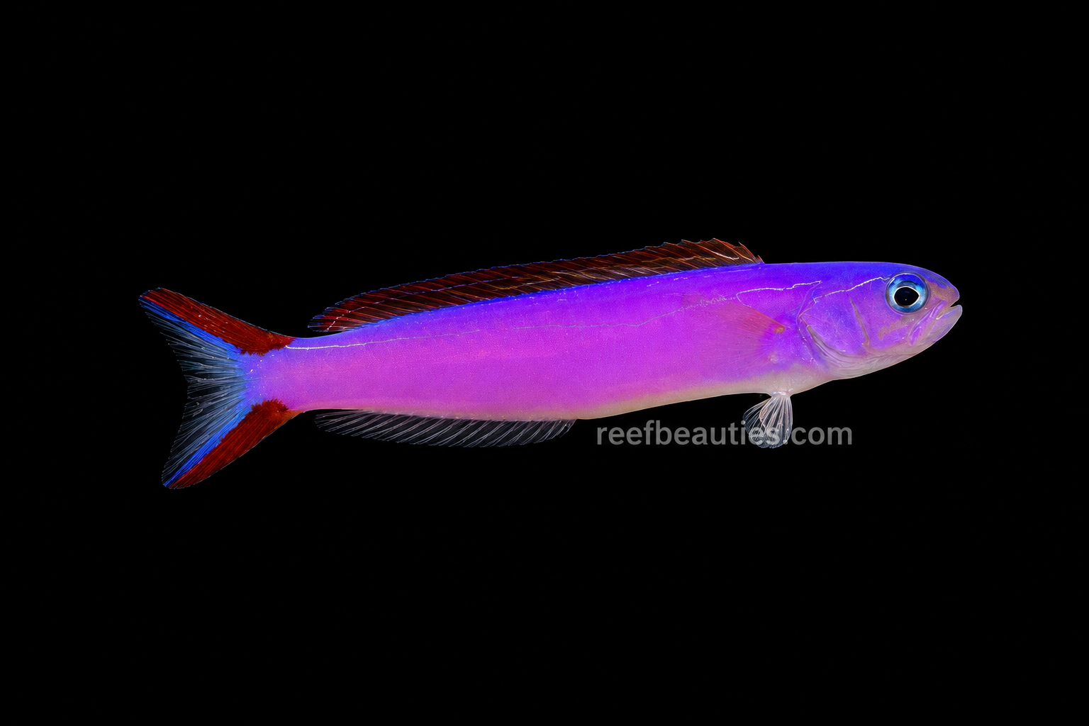 Purple Tilefish EXPERT (Hoplolatilus Purpureus)