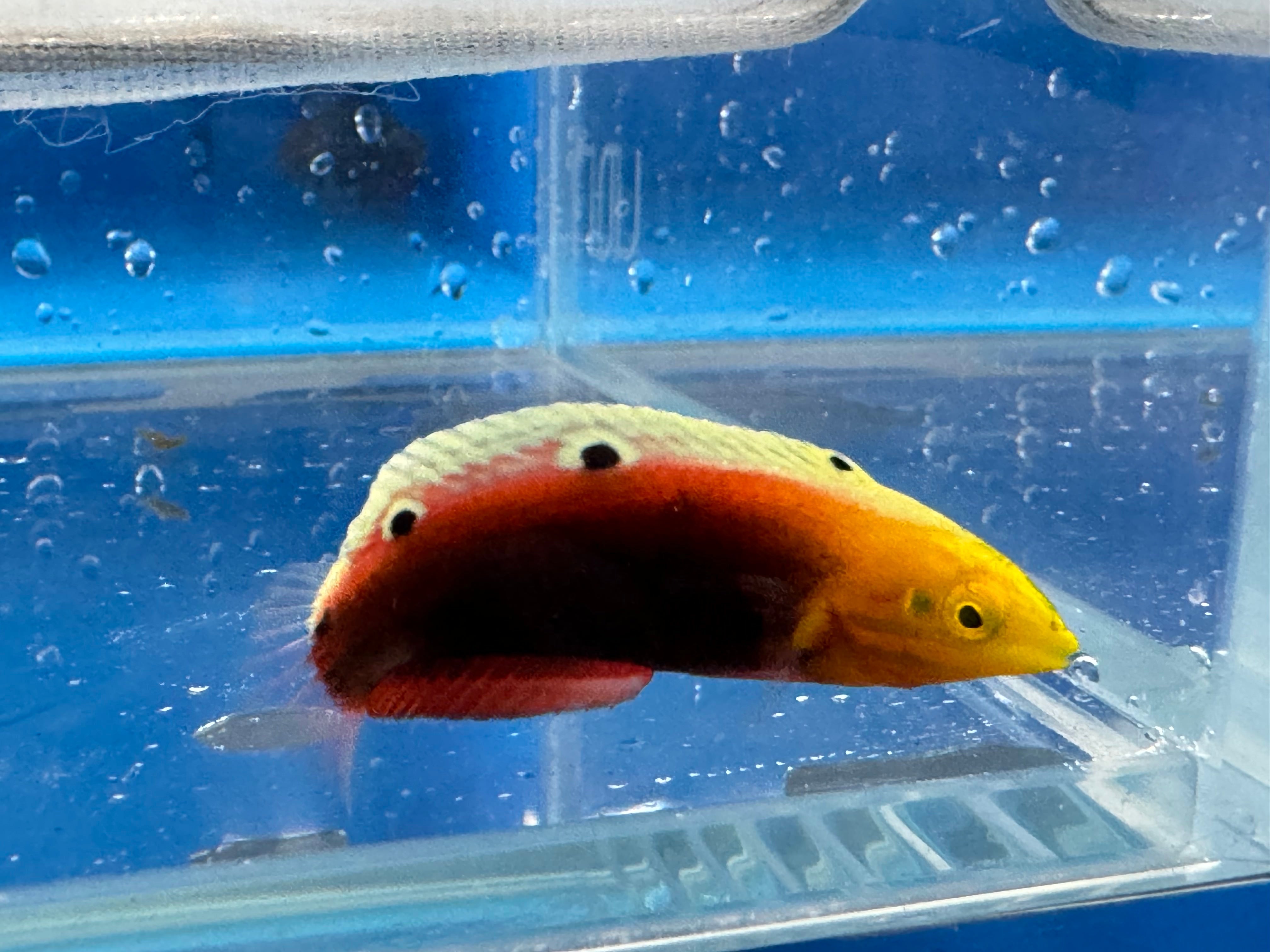 Radiant Wrasse EXPERT (Halichoeres Iridis)