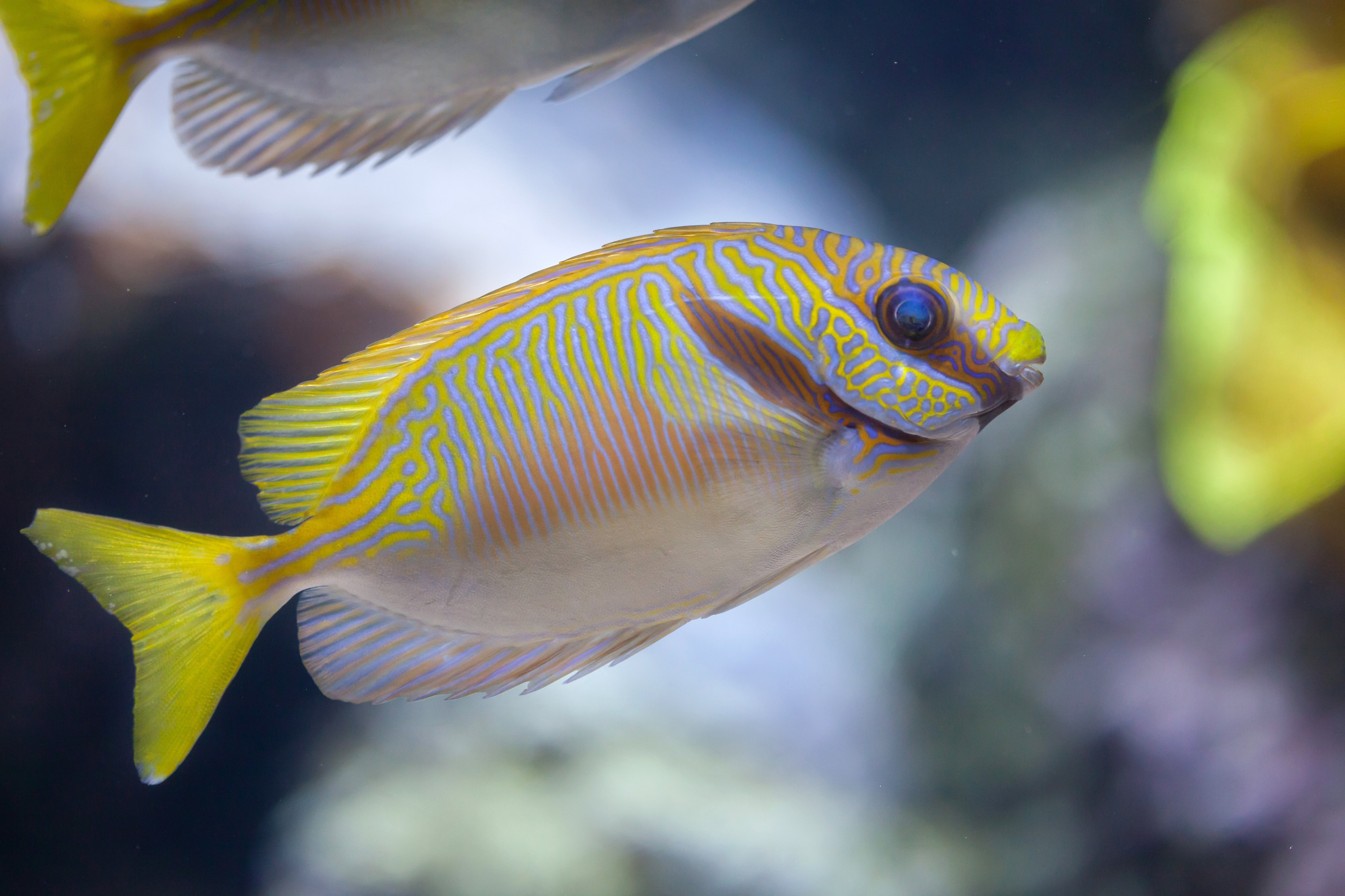 Scribbled Rabbitfish (Siganus Doliatus)