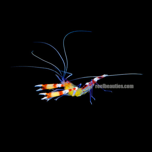 Banded Coral Shrimp (Stenopus Hispidus)