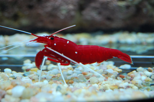 Fire Shrimp (Lysmata Debelius)