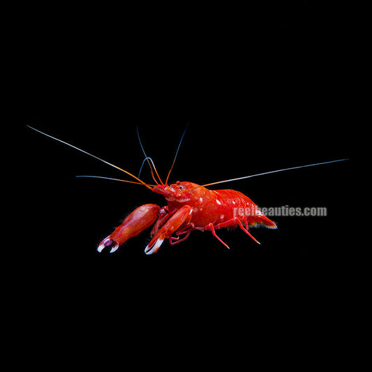 Red Pistol Shrimp (Alpheus Specie)