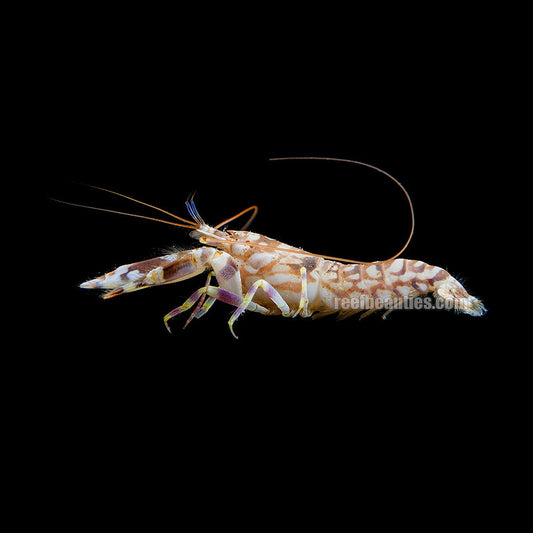 Tiger Pistol Shrimp (Penaeus Monodon)