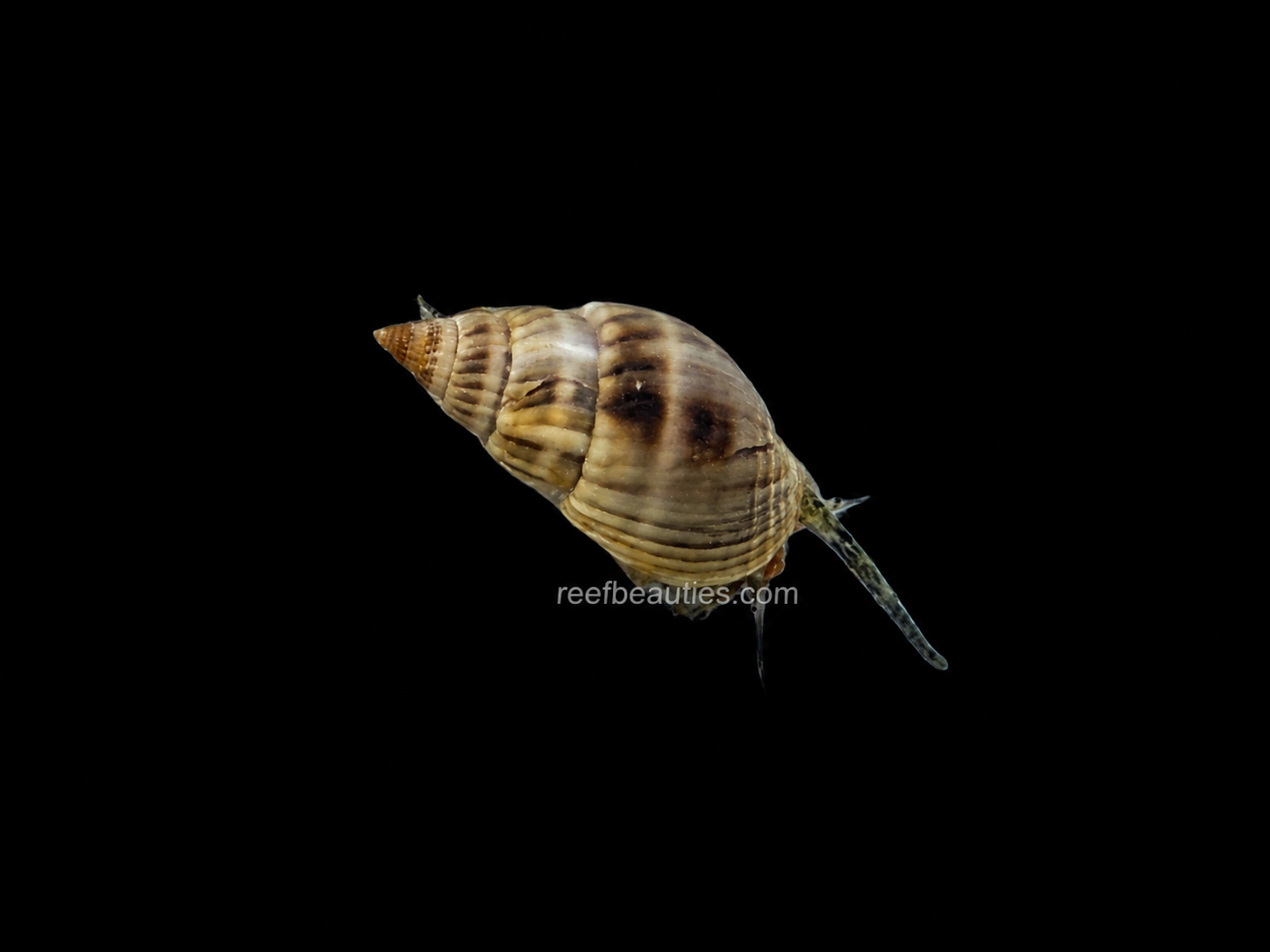 Nassarius Snail (Nassarius Sp.)