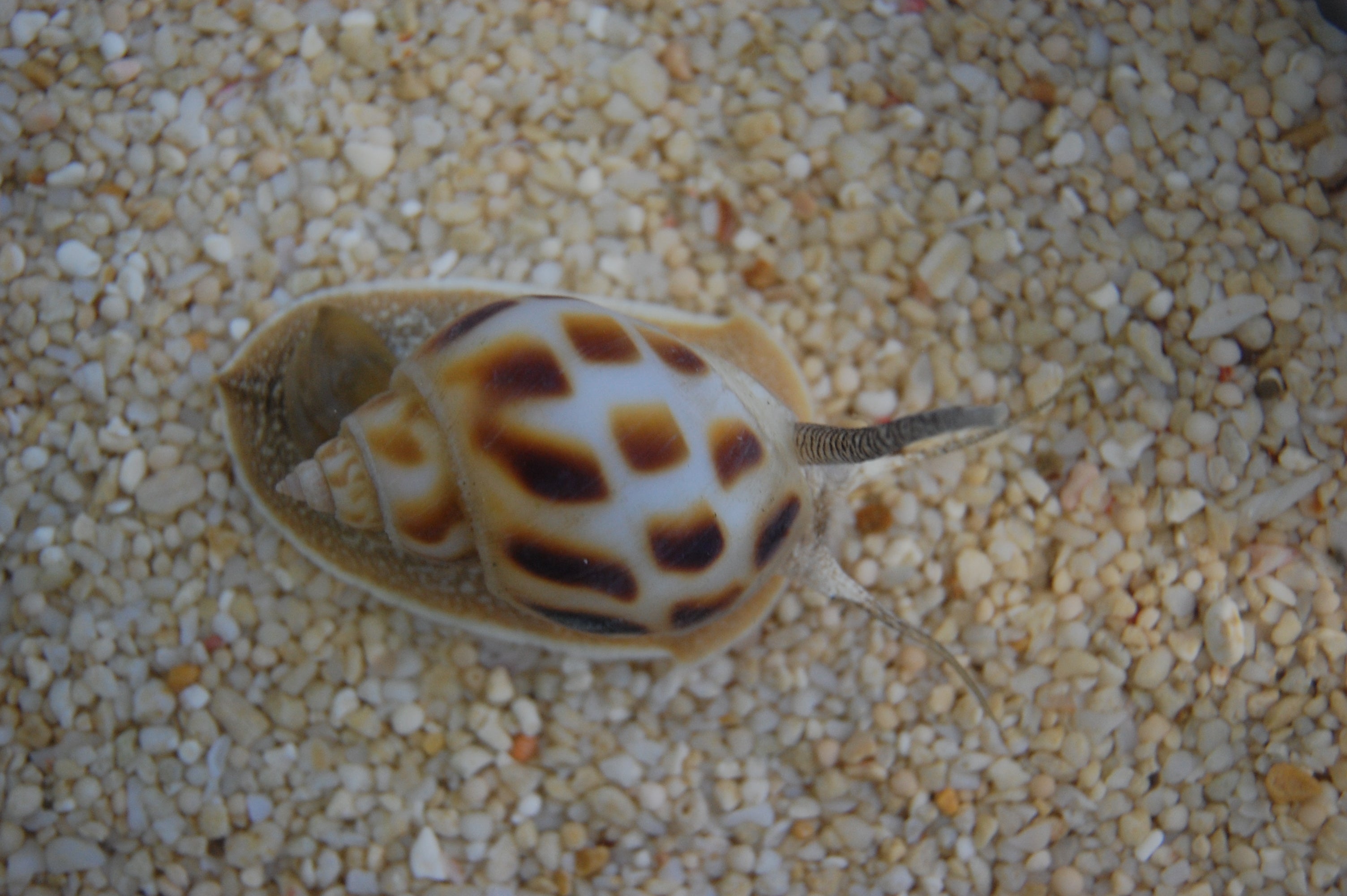 Nassarius Snail XLG (Fluctosus Nassarius)