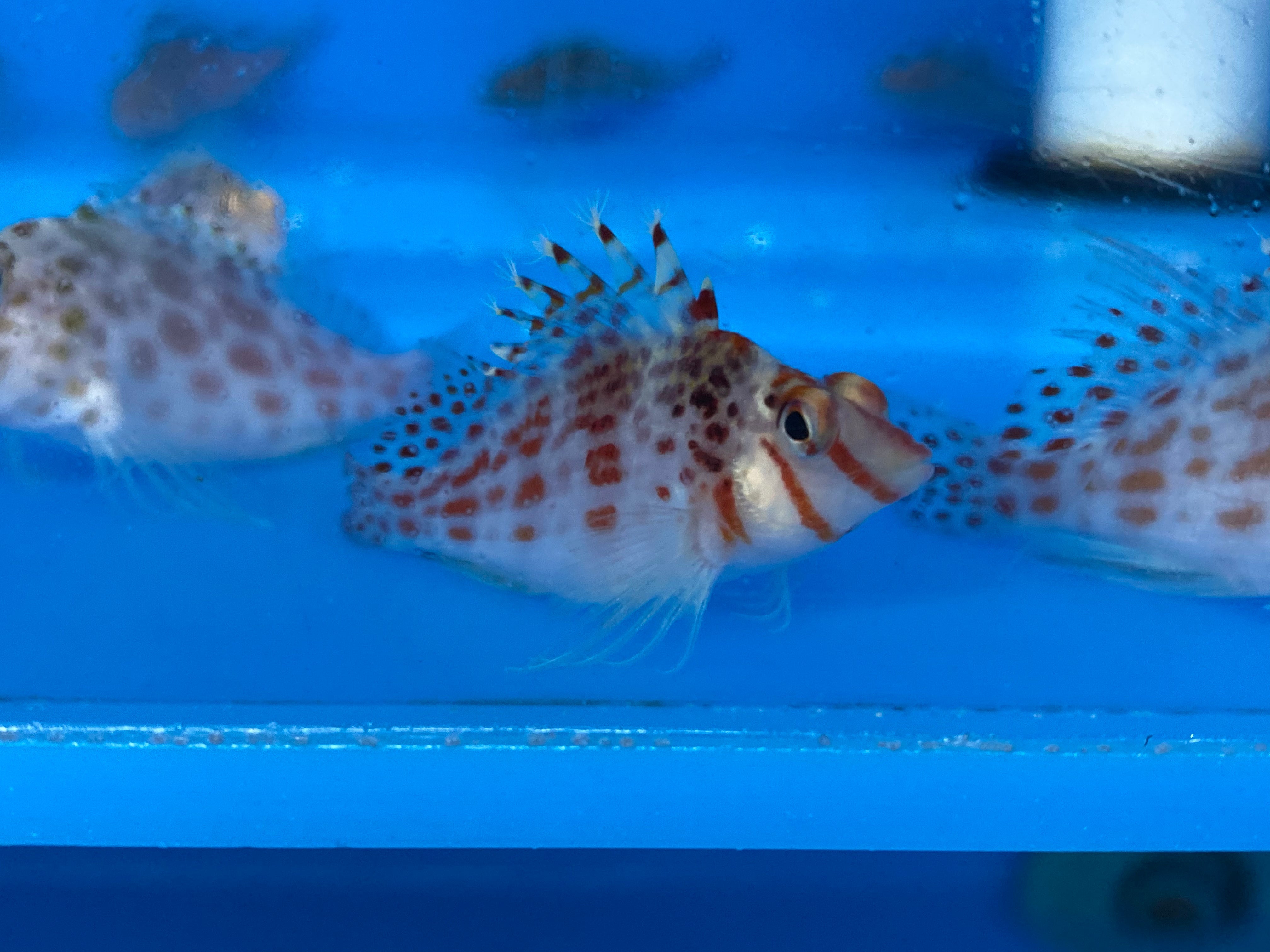 Hawkfish Spotted (Cirrhitichthys Oxycephalus)