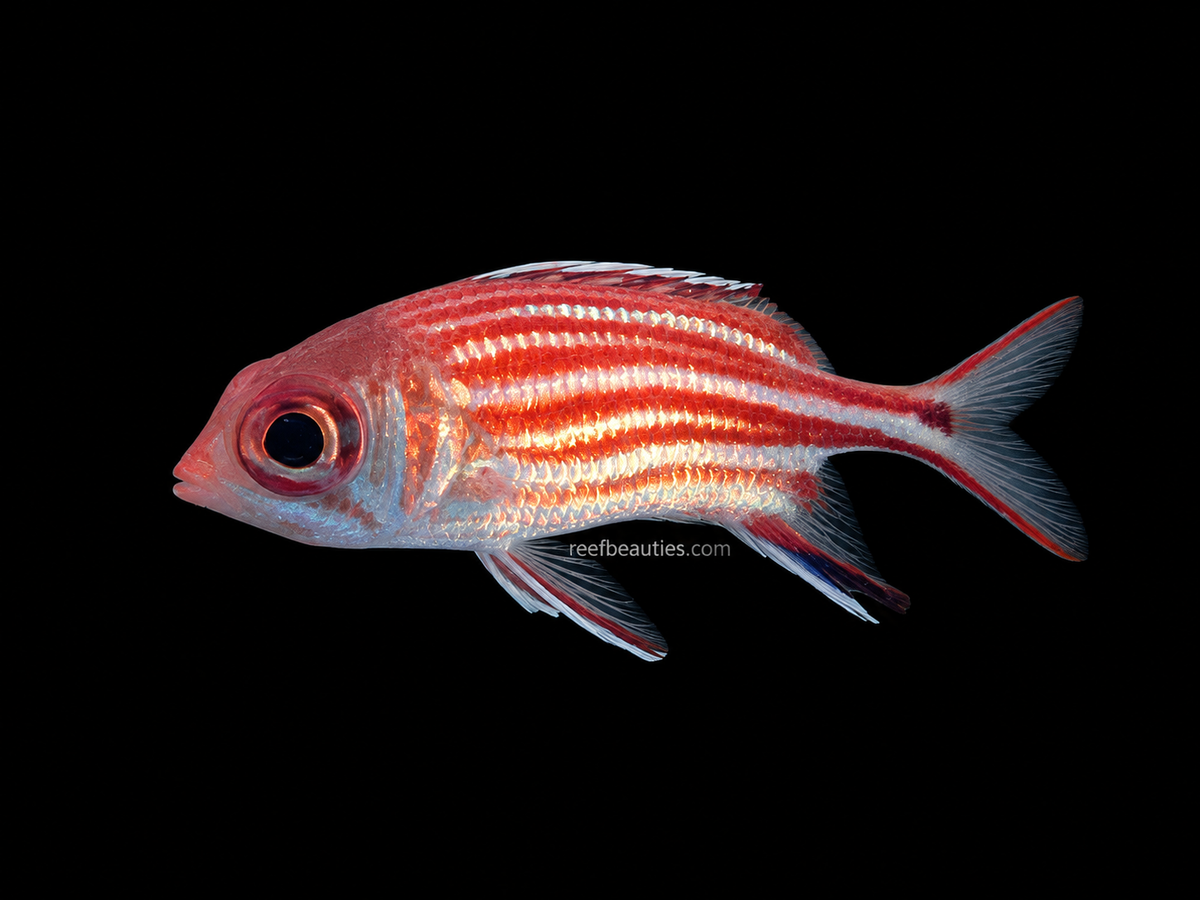 Squirrelfish (Sargocentron sp)