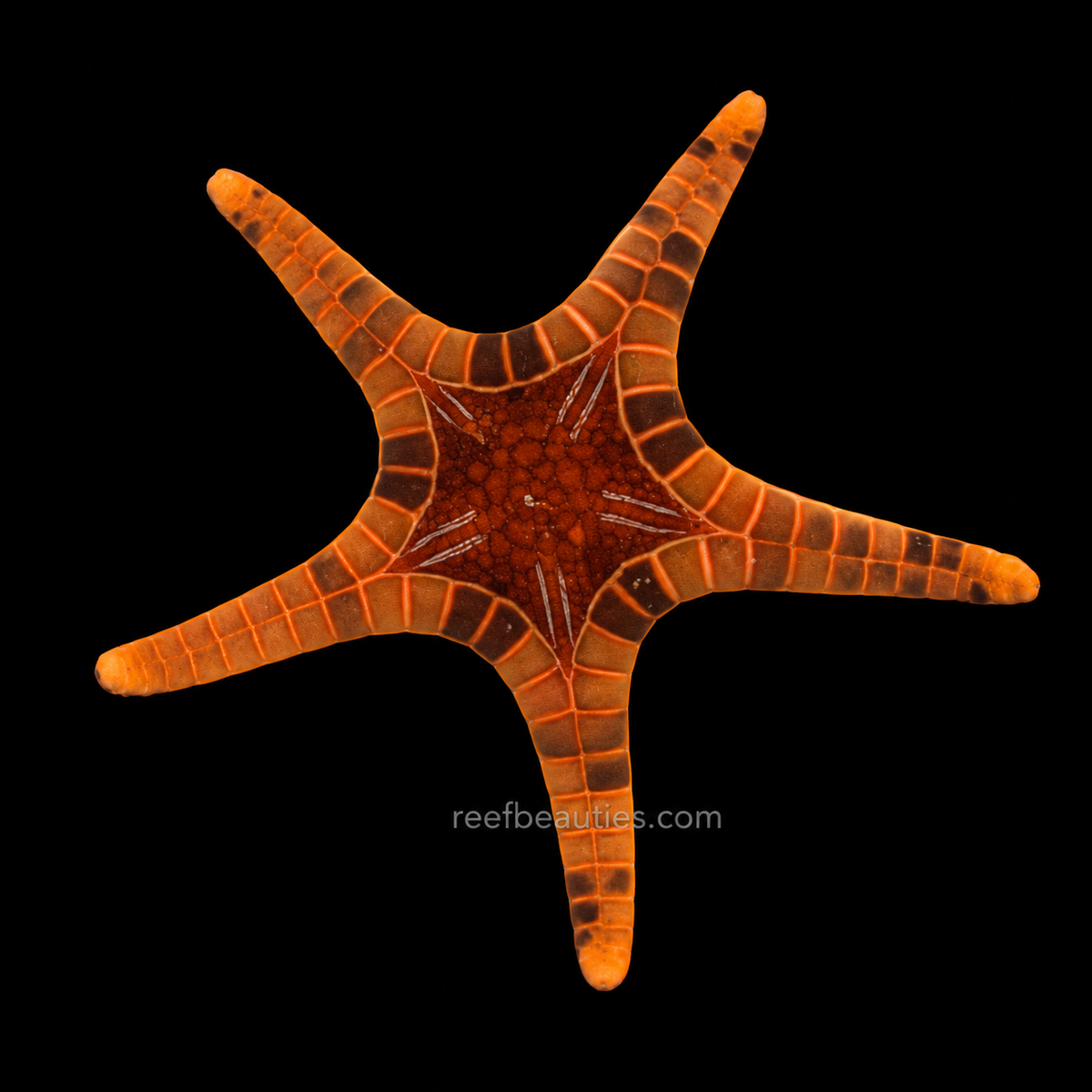 Icon Starfish EXPERT (Iconaster longimanus)