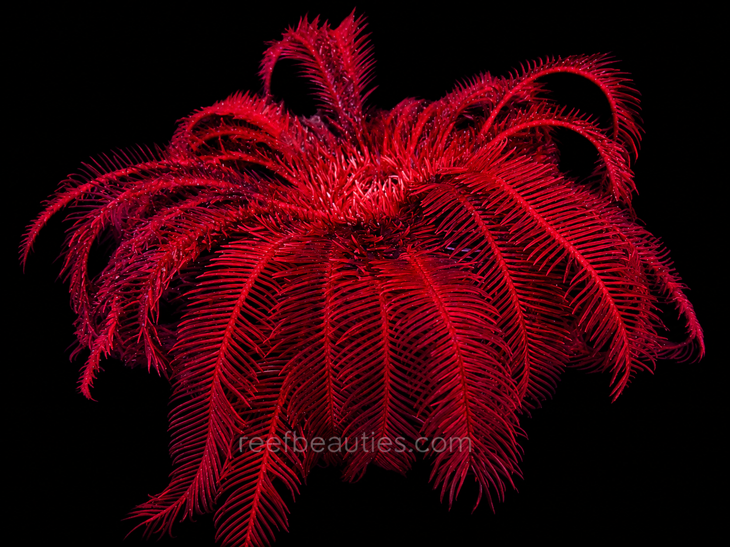 Feather Starfish Red EXPERT (Himerometra Specie)