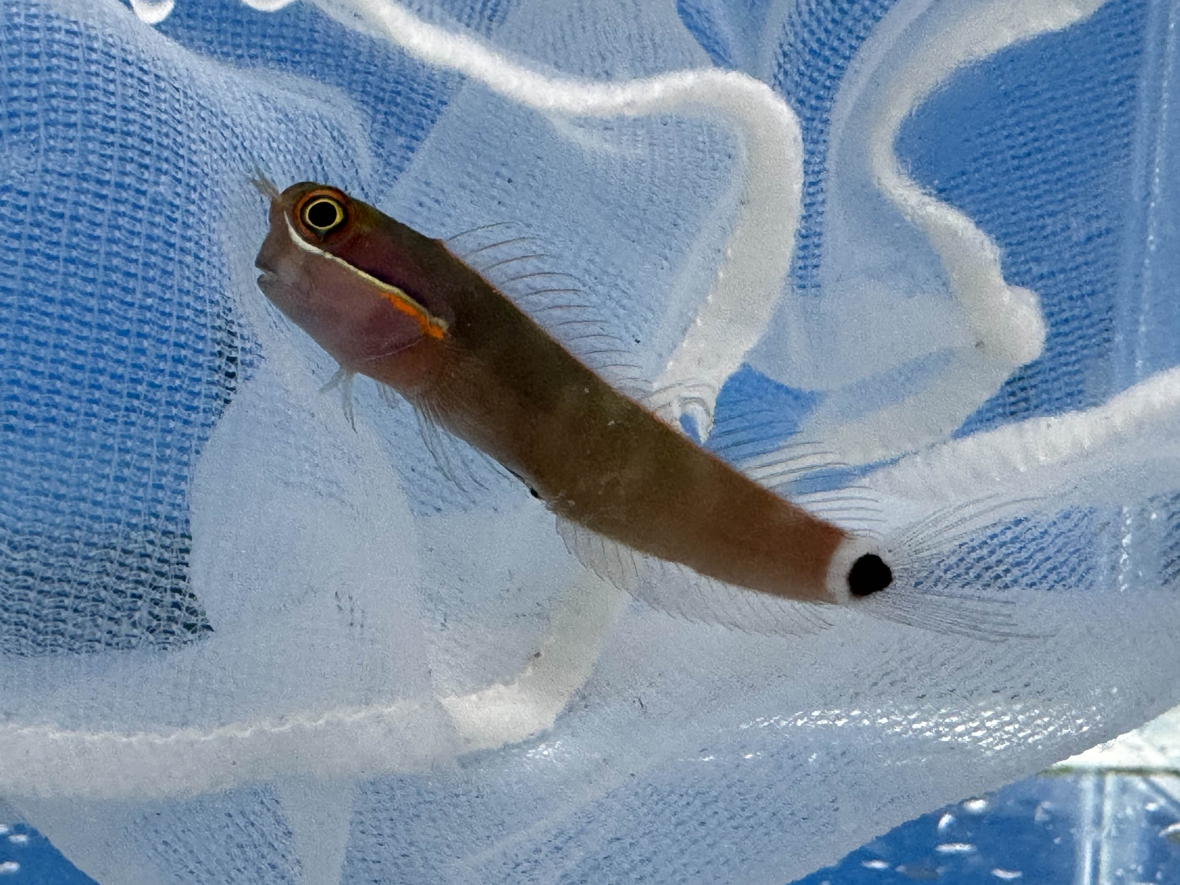 alt="tail spot blenny"