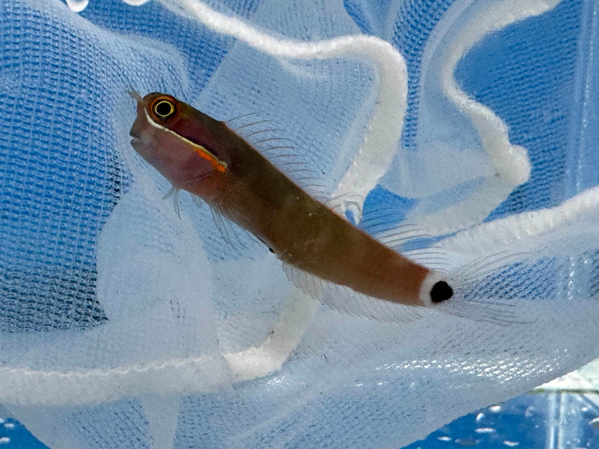 alt="tail spot blenny"