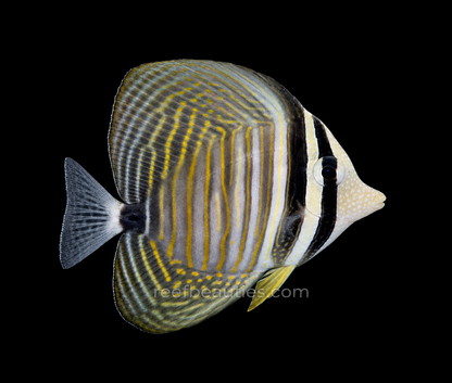 Desjardini Sailfin Tang (Zebrasoma Desjardinii)