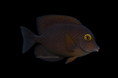 African Kole Tang (Ctenochaetus Truncatus)