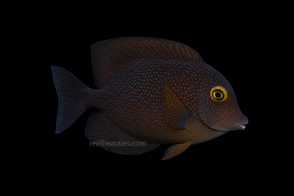 African Kole Tang (Ctenochaetus Truncatus)