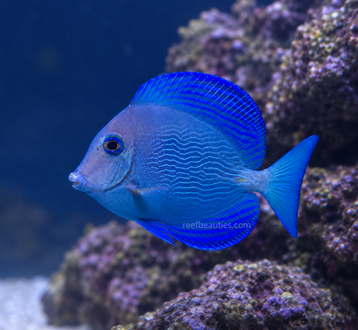 Atlantic Blue Tang (Acanthurus Coeruleus)