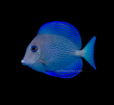 Atlantic Blue Tang (Acanthurus Coeruleus)