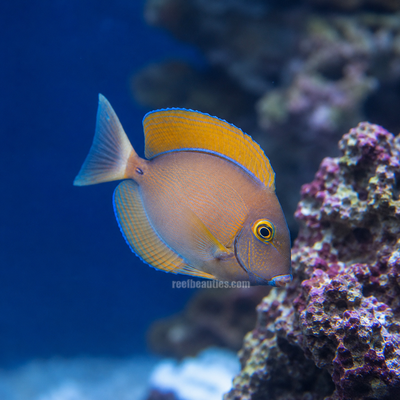 Bariene Tang (Acanthurus Bariene)