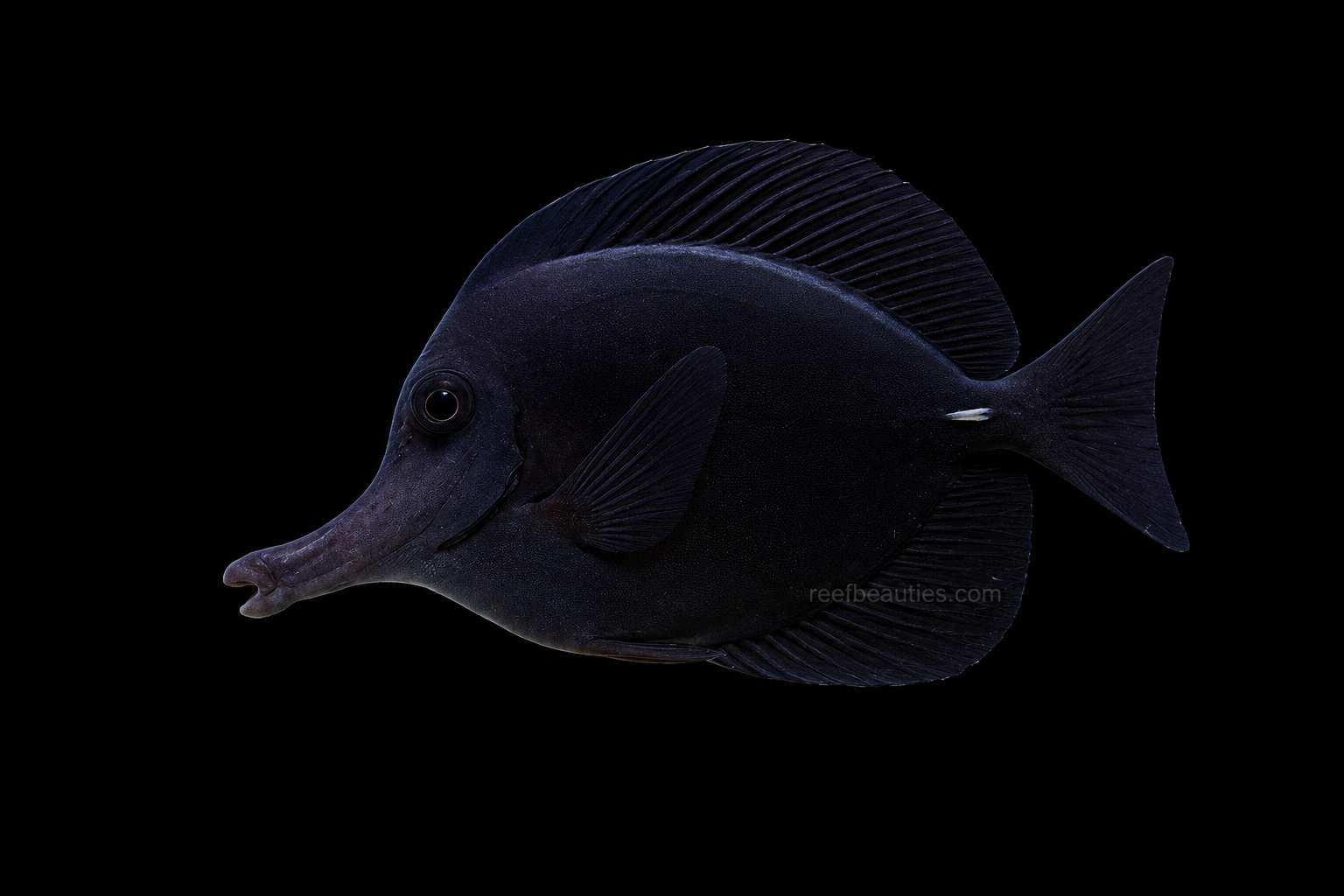 Black Tang (Zebrasoma Rostratum)