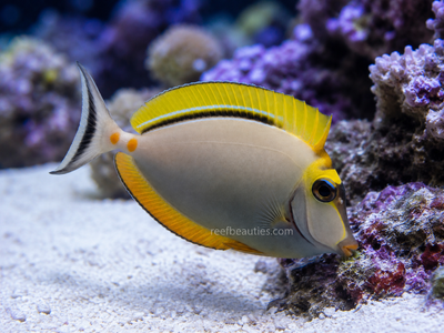 Blonde Naso Tang (Naso Elegans)