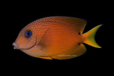 Blue Eye Tang (Ctenochaetus Binotatus)