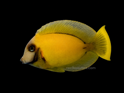 Chocolate Tang (Acanthurus Pyroferus)