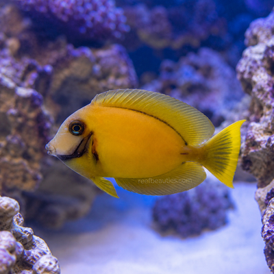 Chocolate Tang (Acanthurus Pyroferus)