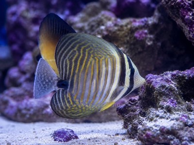 Desjardini Sailfin Tang (Zebrasoma Desjardinii)