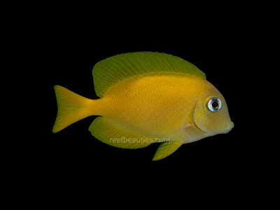 Juv Blue Eye Tang (Ctenochaetus Binotatus)
