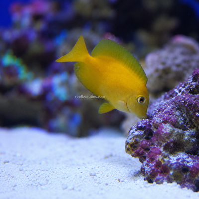 Juv Blue Eye Tang (Ctenochaetus Binotatus)