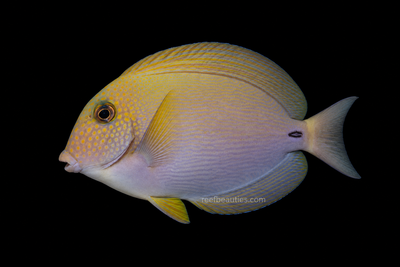 Maculiceps Tang (Acanthurus Maculiceps)
