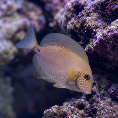 Maculiceps Tang (Acanthurus Maculiceps)