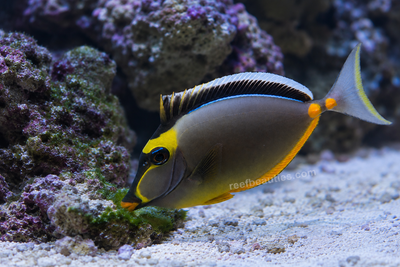 Naso Tang (Naso Lituratus)