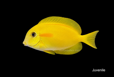 Orange Shoulder Tang (Acanthurus Olivaceus)