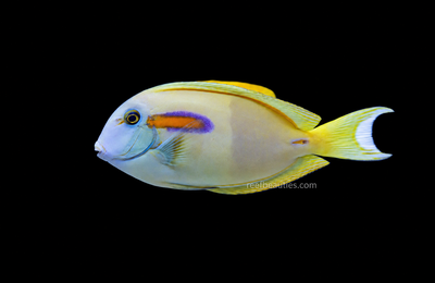 Orange Shoulder Tang (Acanthurus Olivaceus)
