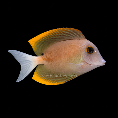 Orange Fin Tomini Tang (Ctenochaetus Tominiensis)