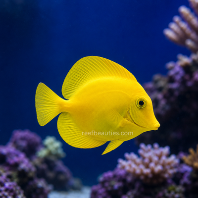 Philippine Yellow Tang (Acanthurus Pyroferus)