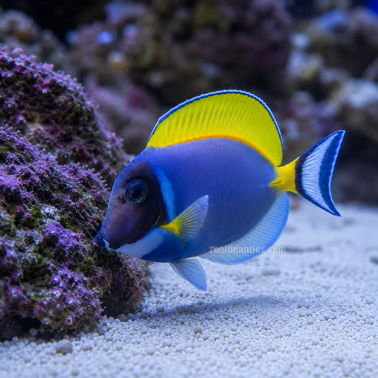 Powder Blue Tang (Acanthurus Leucosternon)